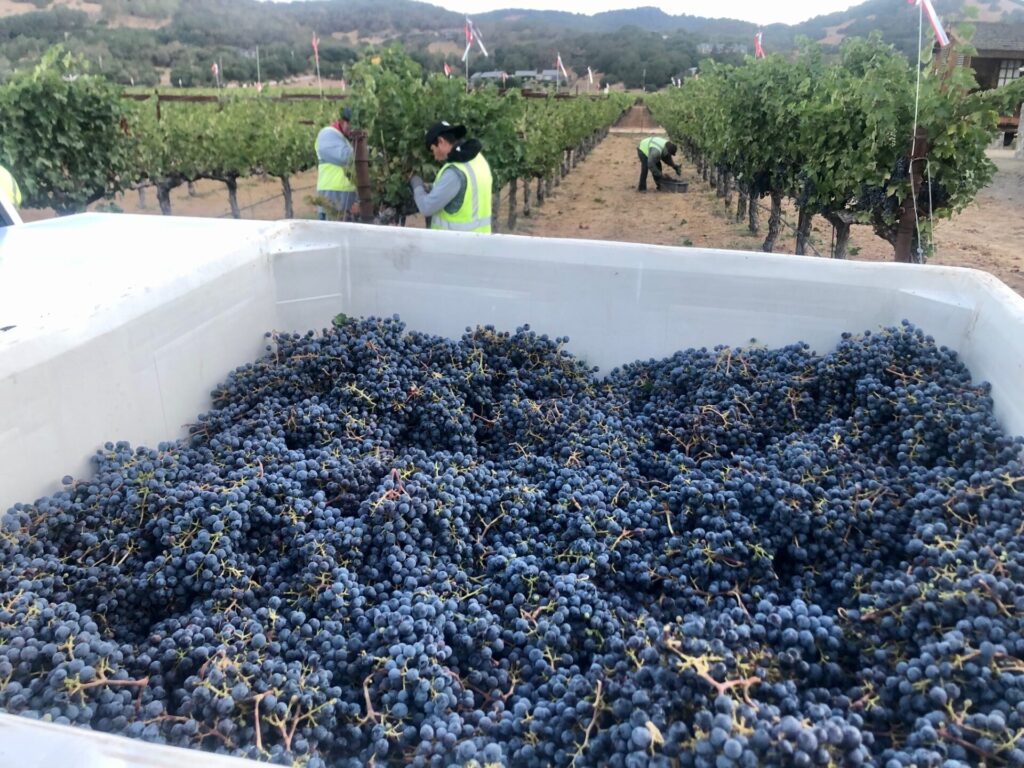 Almost done - Harvest in Sonoma Valley, from Vineyard to Winery, the 2021 season