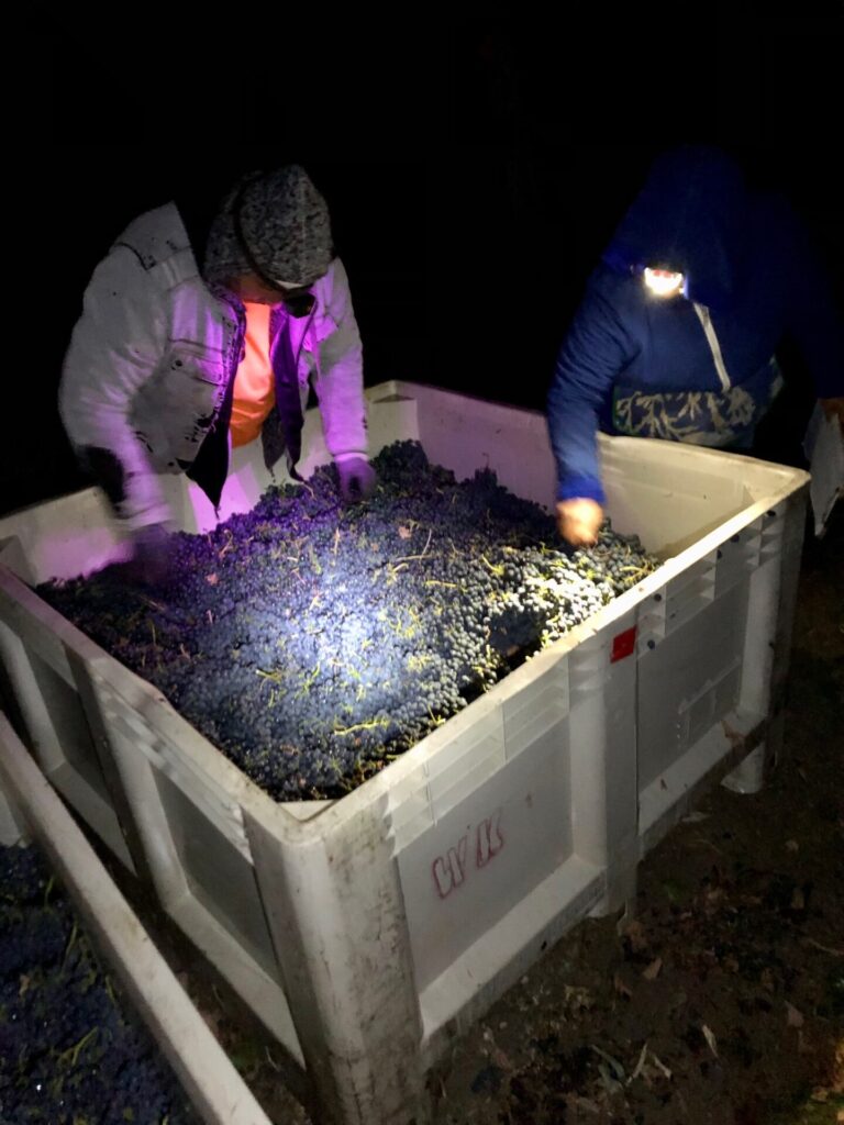 Fruit inspection 5am - Harvest in Sonoma Valley, from Vineyard to Winery, the 2021 season