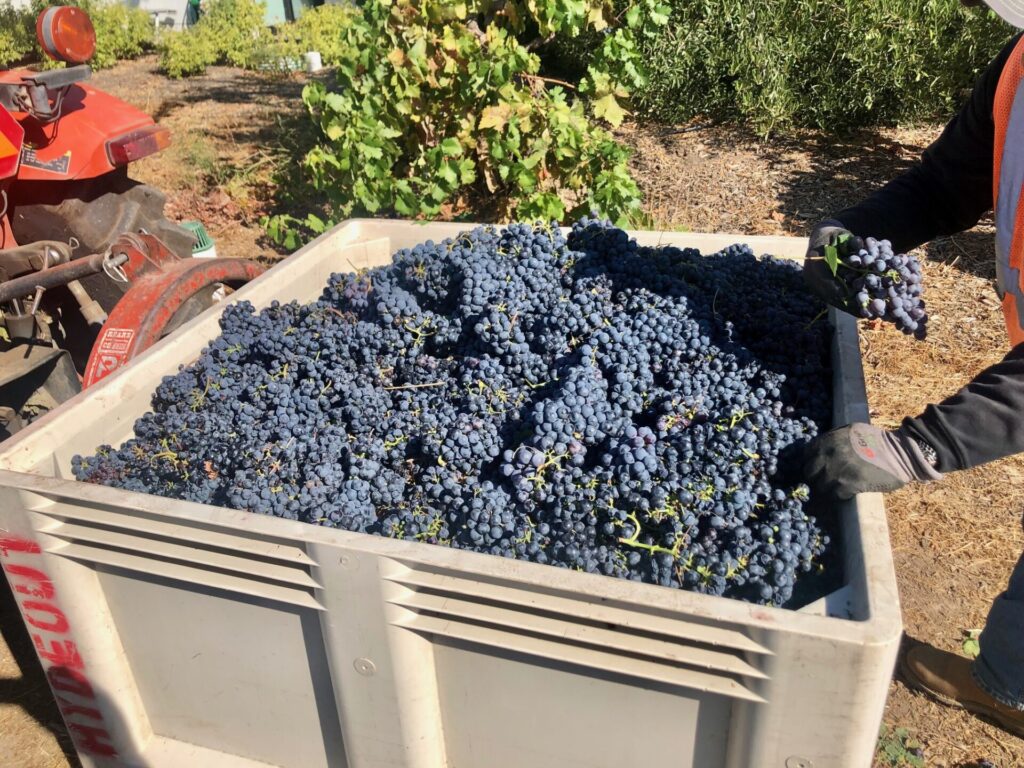 Half ton syrah - Harvest in Sonoma Valley, from Vineyard to Winery, the 2021 season