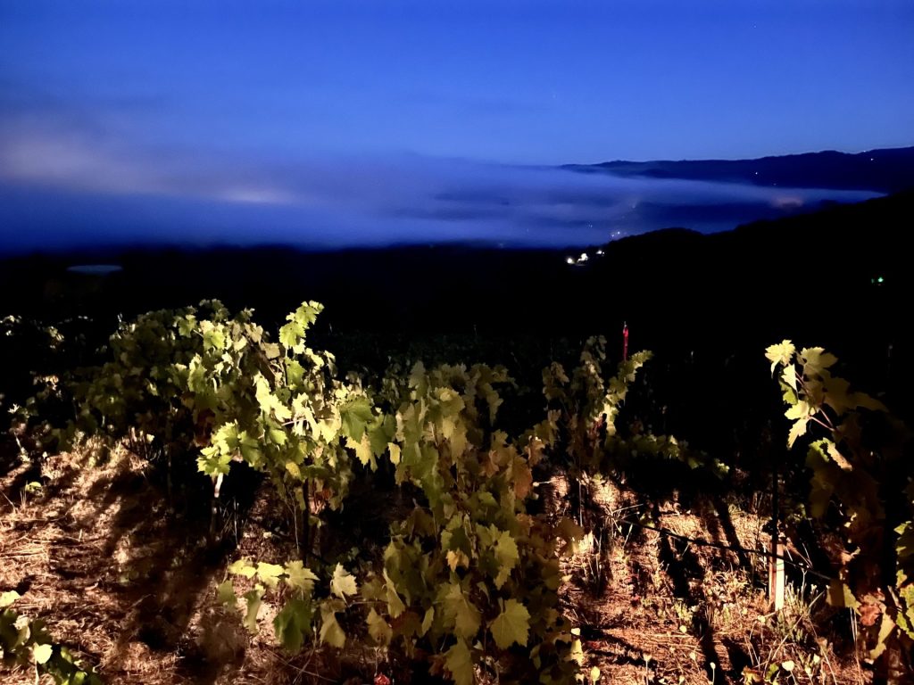 Fog 1 - 50 images of the Sonoma Valley Grape Harvest 2022