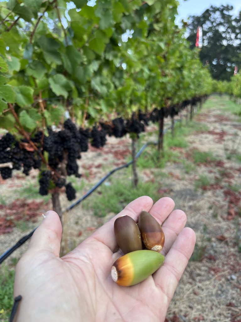 Fruit and Acorns - 50 images of the Sonoma Valley Grape Harvest 2022