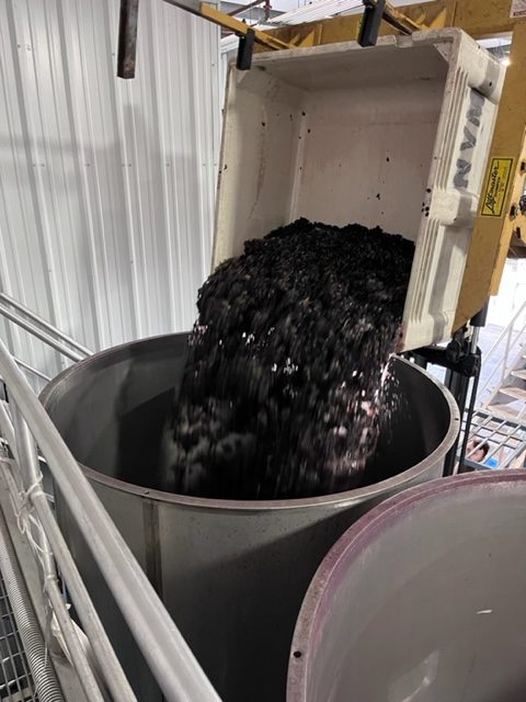 Fruit to tank rotated - 50 images of the Sonoma Valley Grape Harvest 2022