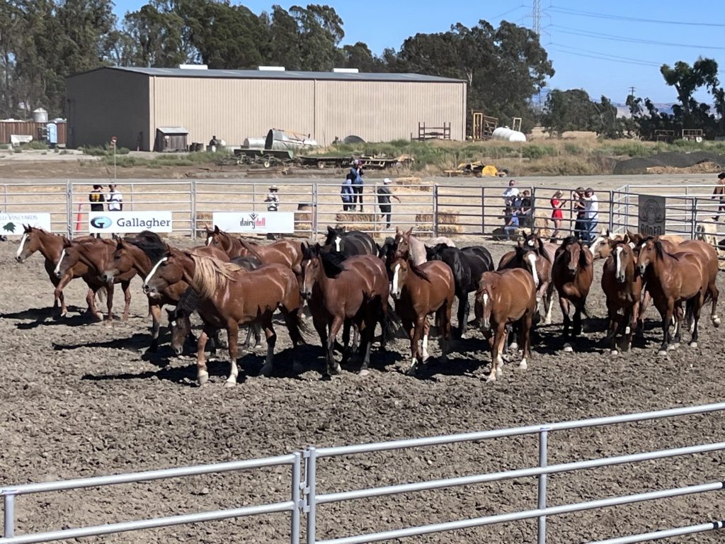 Horses - Summer in Sonoma - Farming, Summerfest, and Rodeo