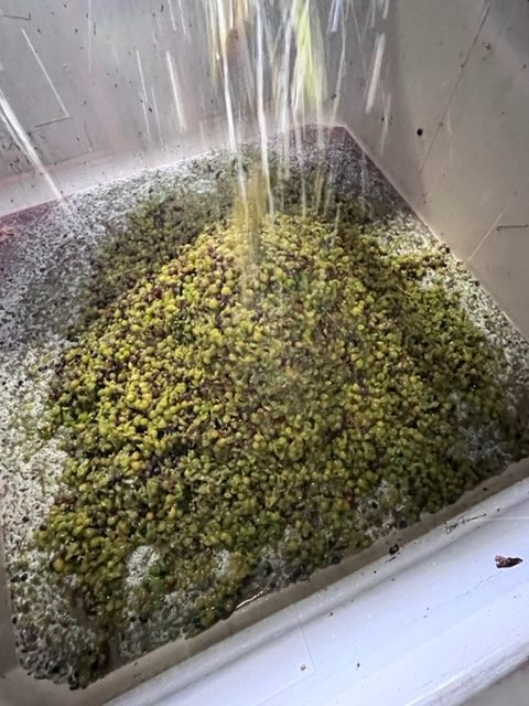 Muscat rotated - 50 images of the Sonoma Valley Grape Harvest 2022