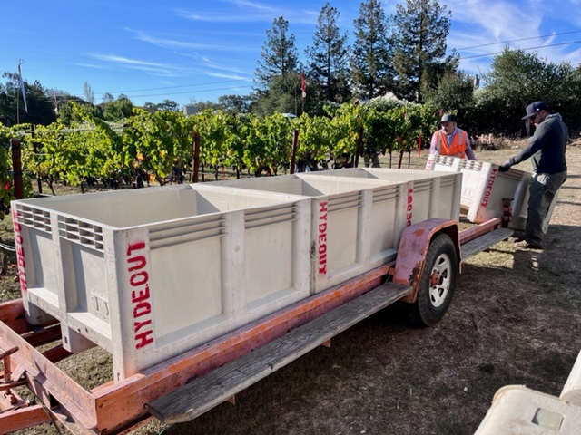 Sag 2022 1 - 50 images of the Sonoma Valley Grape Harvest 2022