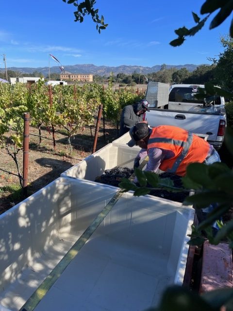Sag 2022 3 rotated - 50 images of the Sonoma Valley Grape Harvest 2022