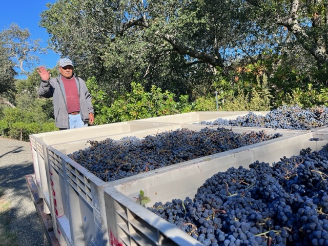 Tacho - 50 images of the Sonoma Valley Grape Harvest 2022