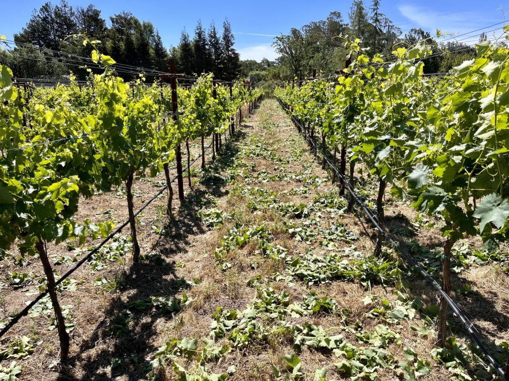 Vineyard after - Summer in Sonoma - Farming, Summerfest, and Rodeo