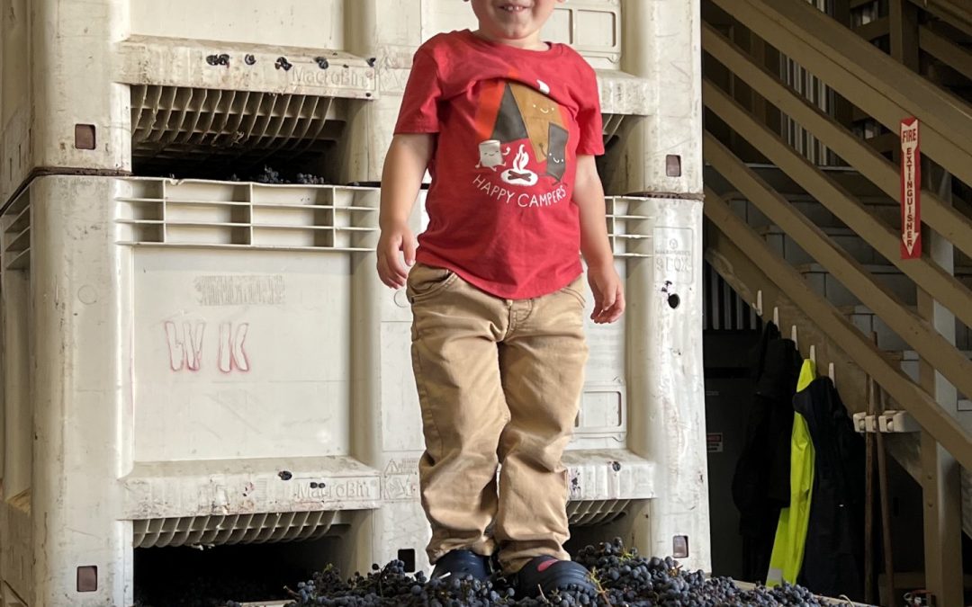 50 images of the Sonoma Valley Grape Harvest 2022