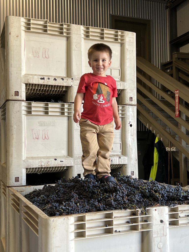 Maverick - 50 images of the Sonoma Valley Grape Harvest 2022