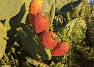 Prickly pear 3 - Sonoma after the grape harvest