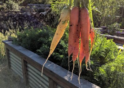 carrots 1 - Sonoma after the grape harvest