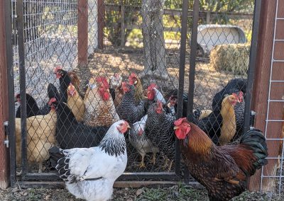 chickens - Sonoma after the grape harvest