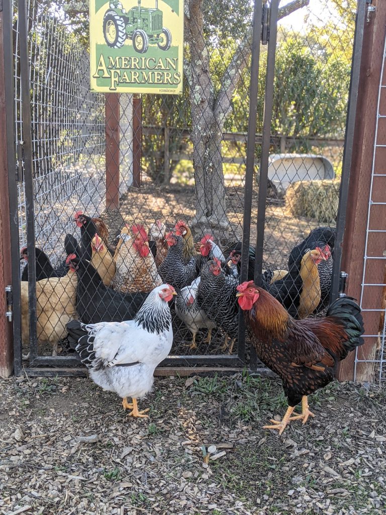 chickens - Farm projects at Hydeout Sonoma