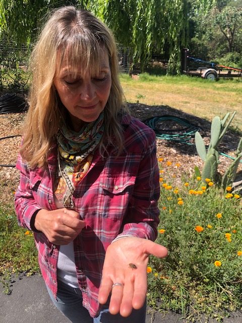 Cherie with drone bee rotated 1 - Farm projects at Hydeout Sonoma