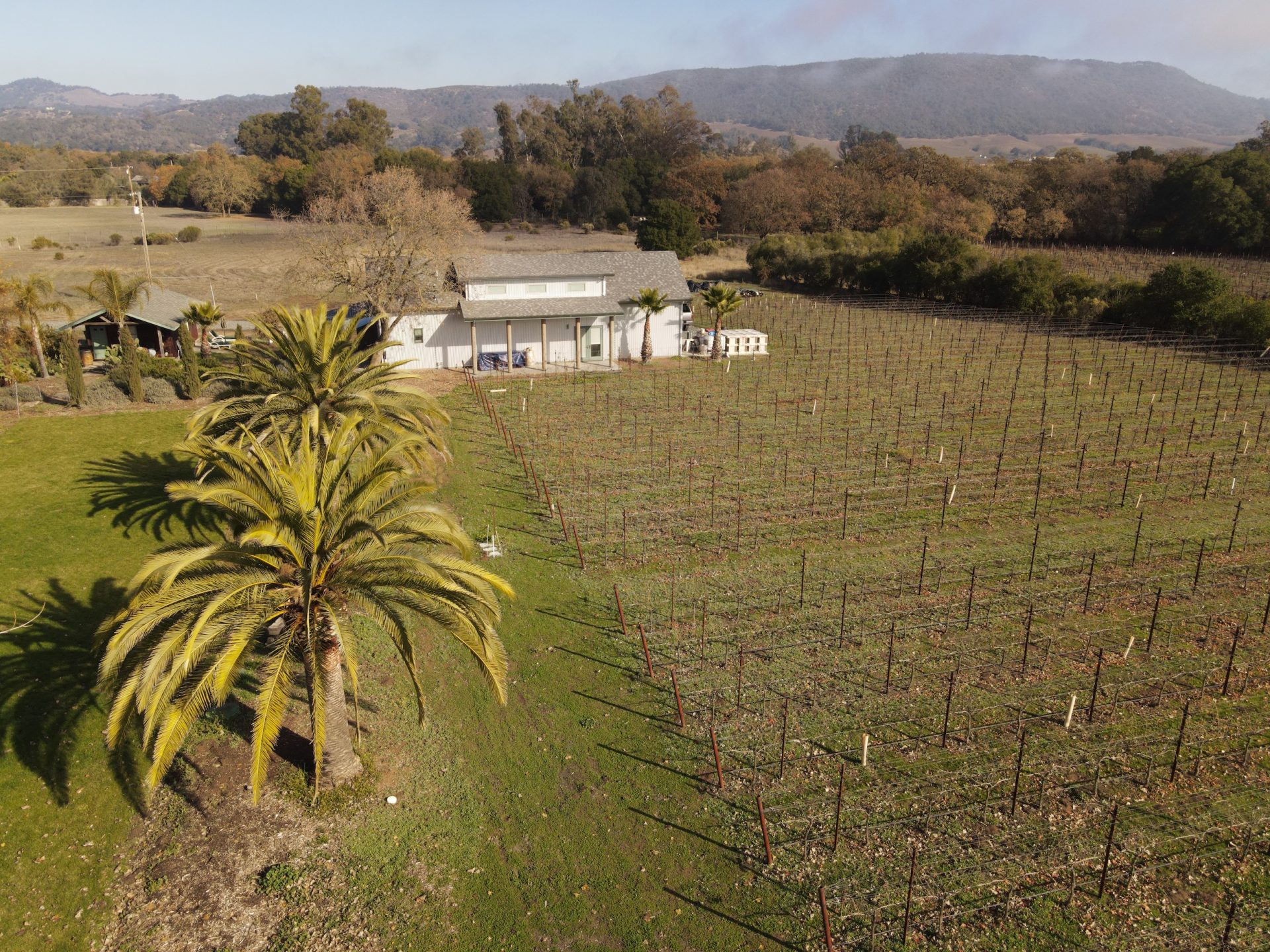 Hydeout winery vineyard palms drone - Vineyard