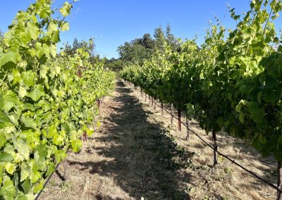 Sagrantino June 2023 - Sonocaia - your invitation to the newest estate winery in Sonoma Valley