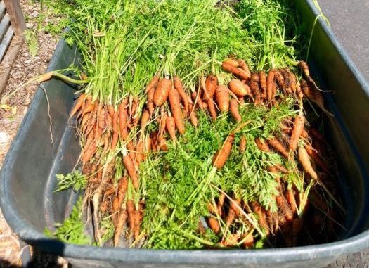 carrots 525x700 1 - The Ranch