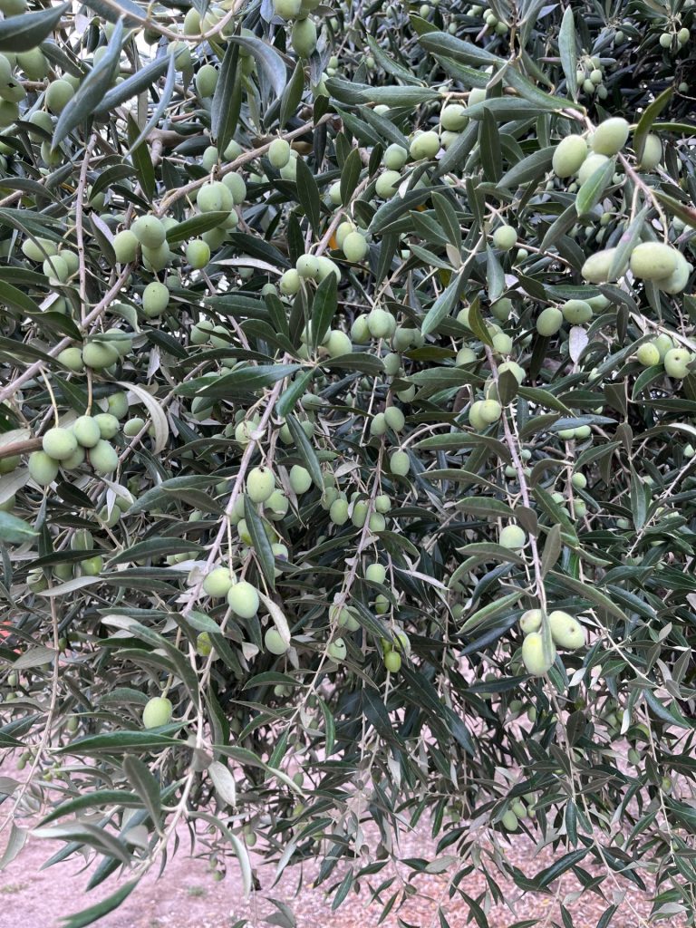 Olives on tree - Sonocaia grand opening was a wonderful success