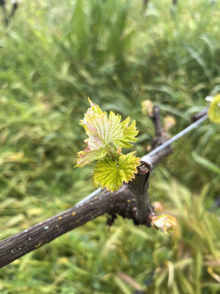 Budbreak 1 - Sonoma, land of Sonocaia Sagrantino, and 1000 things to do and see