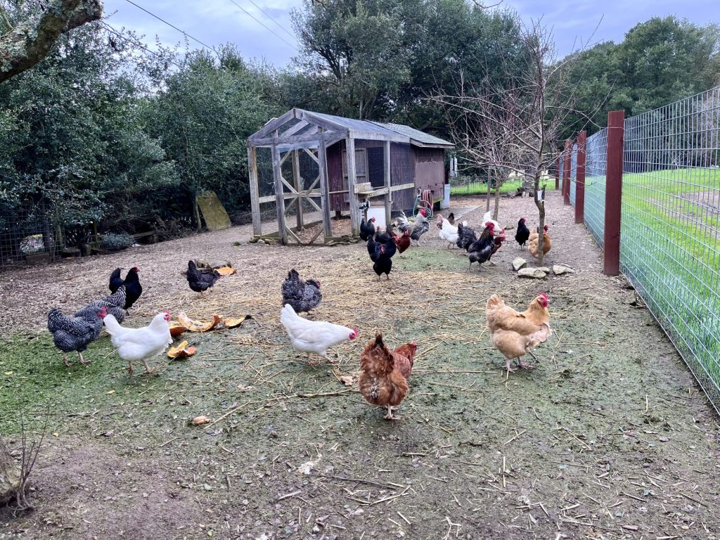 Chickens in spring - Sonoma, land of Sonocaia Sagrantino, and 1000 things to do and see