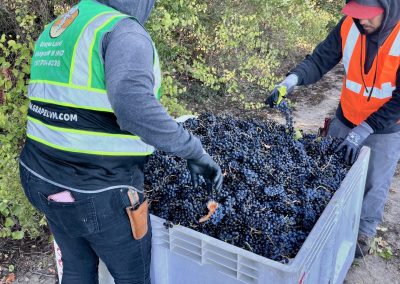 macro bin 2 - Year in review in Sonoma